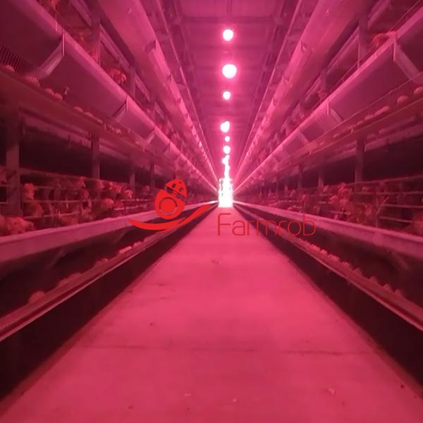 Sistema de jaula de pollo integrado de capas para una gestión optimizada