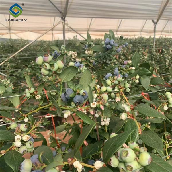 Easy To Assemble Transparent Blueberry Greenhouse With Electric Systems