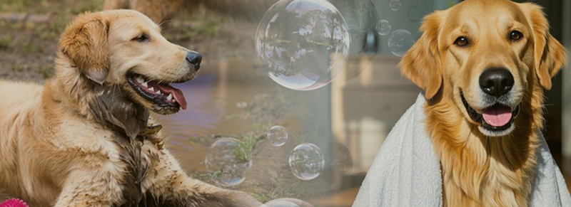 WEIMI Self Service Dog Washing Machine With Card Reader For Pet Store