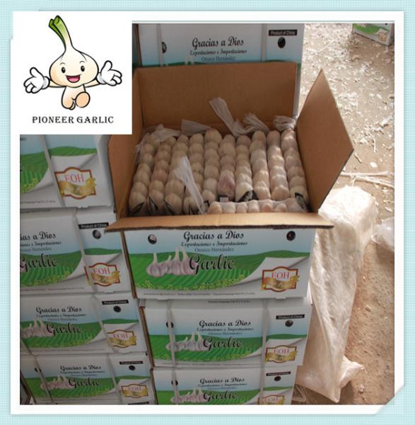 garlic in small pack white galic for sale good quality size4.0cm