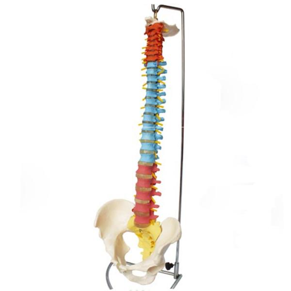 Education Life Size Pvc Simulation 80cm Human Spine Model