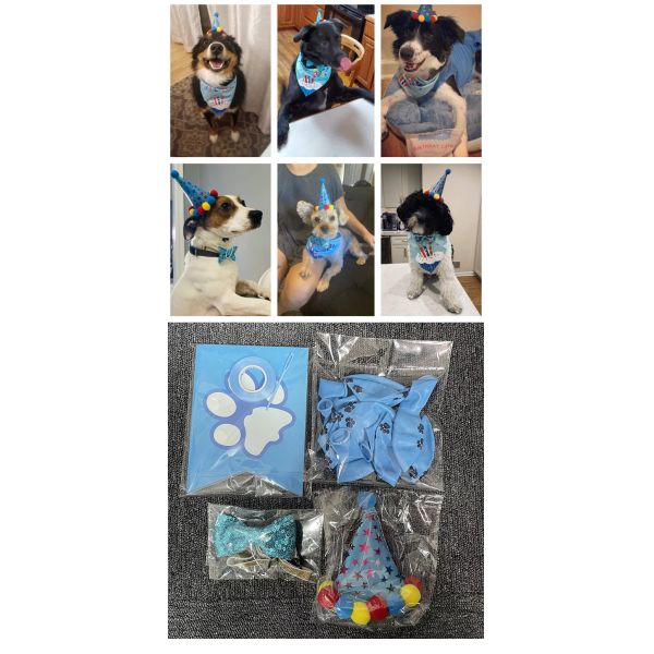 Fournitures pour la fête d'anniversaire du chien Tirez le chapeau du drapeau et plus Préparez-vous à célébrer