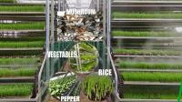 Plântulas de circulação ascendentes do arroz que cultivam a máquina para 20 acres de transplantação