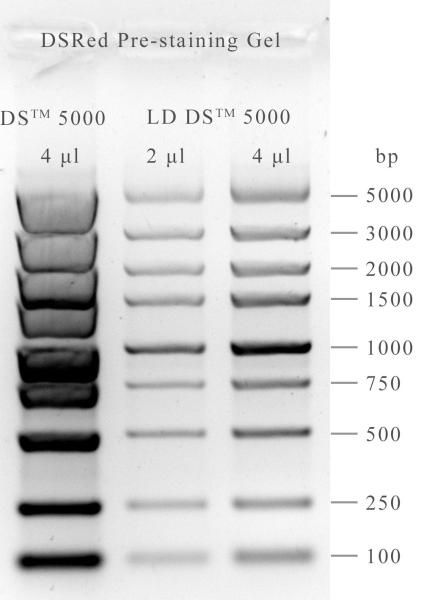 Non Toxic DSRed Nucleic Acid Gel Stain 10000x 0.5ml