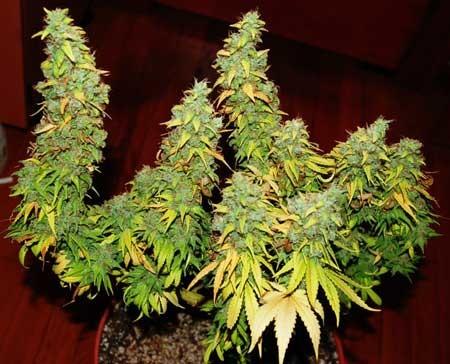 New Technology AC 277V 4000lm UV Light For Indoor Plants