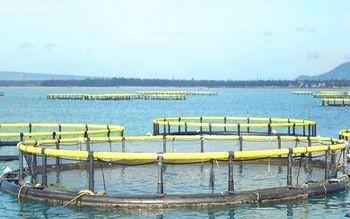 4sq. M To 200sq. M Circular Floating Fish Cage Diameter 6m To 90m