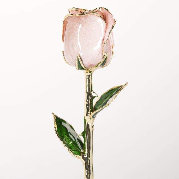24k Gold Plated Rose Fresh Rose with Stem Present  Rose Gift Valentine Mother Day Eternal Rose Preserved Flower