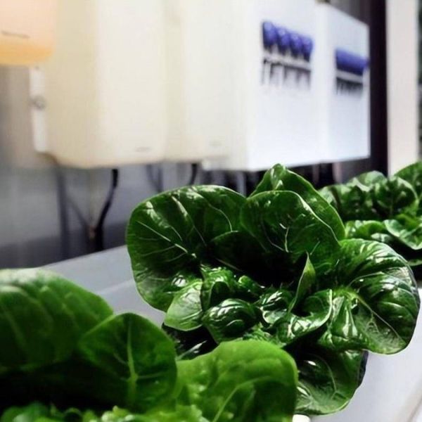 Вертикальный контейнер для сельского хозяйства теплица с гидропонными характеристиками