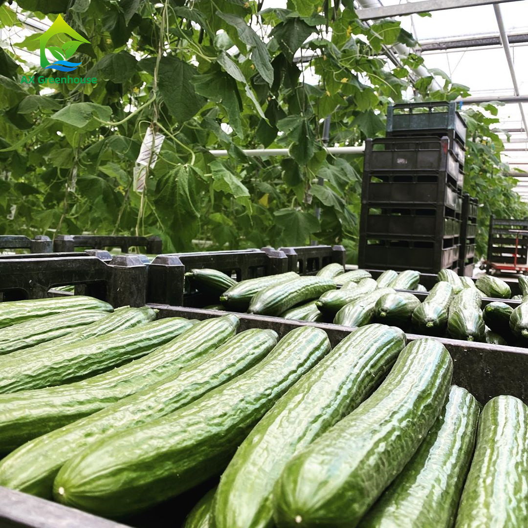 Подгонянная система крытой вертикали Soilless Hydroponic для огурца