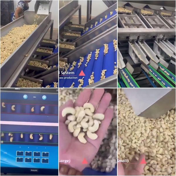 Air Pressure 0.6 MPa AI Vision Cashew Sorting Line for High Output and Professional-Grade Defect Elimination