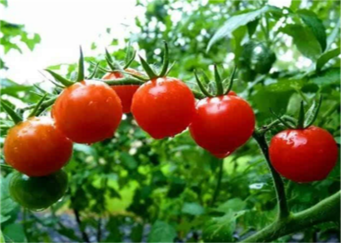Adubo líquido do Oligosaccharide do ácido aminado para a pulverização Foliar do tomate