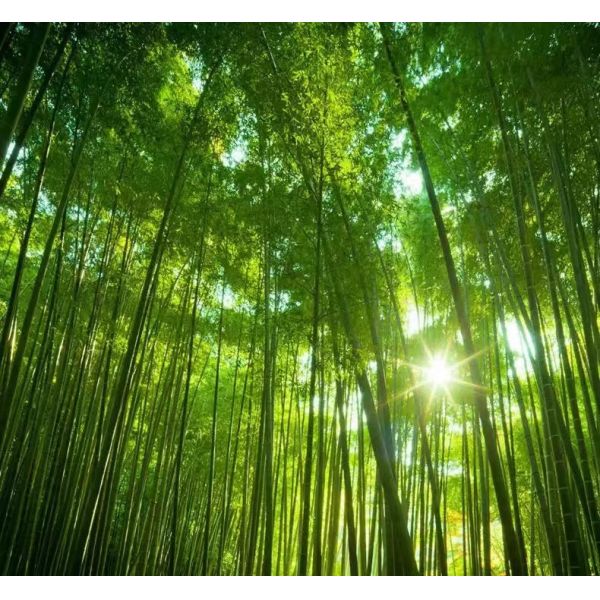 Custom Printed Disposable Bamboo Chopsticks Made from 100% Natural Moso Bamboo with High Temperature Sterilization