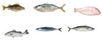 Ligne de classement automatique des poissons professionnels et dimensionnement des autres petits poissons