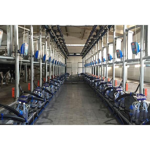 Dairy Cow Automatic Herringbone Milking Parlor Hot Dip Galvanized Frame