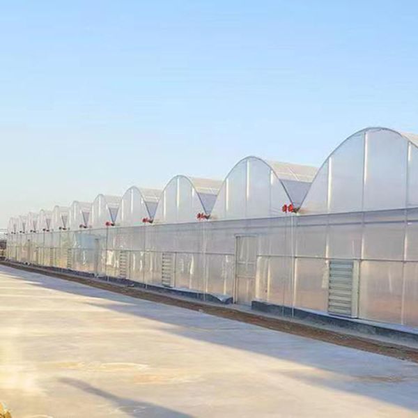 Serre en film plastique de 200 microns pour la culture de tomates