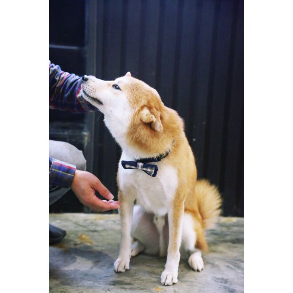 0.6 Inch Black And White Nylon Dog Collars And Bow Tie Dog Boy Girl