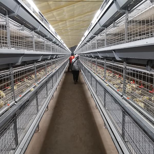 Durable H Frame Automatic Chicken Broiler Cage Electric Cages with Q235A Steel