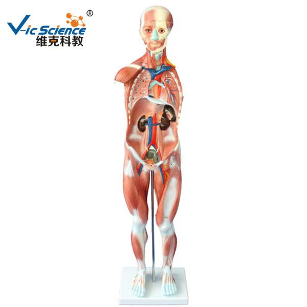 Medical Science  Male Human Muscle Anatomy 3d Model 80cm 27 Parts VIC-334