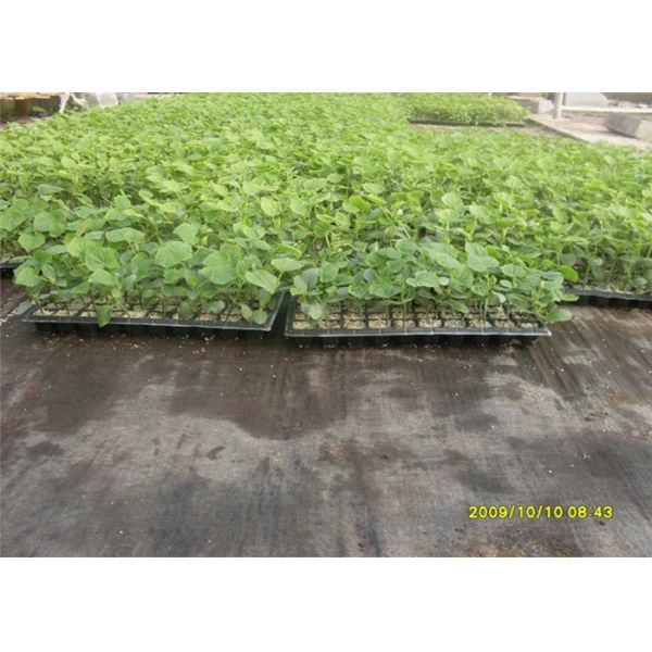 Durable Heavy Duty Weed Control Membrane , High Strength Black Weedblock Landscape Fabric
