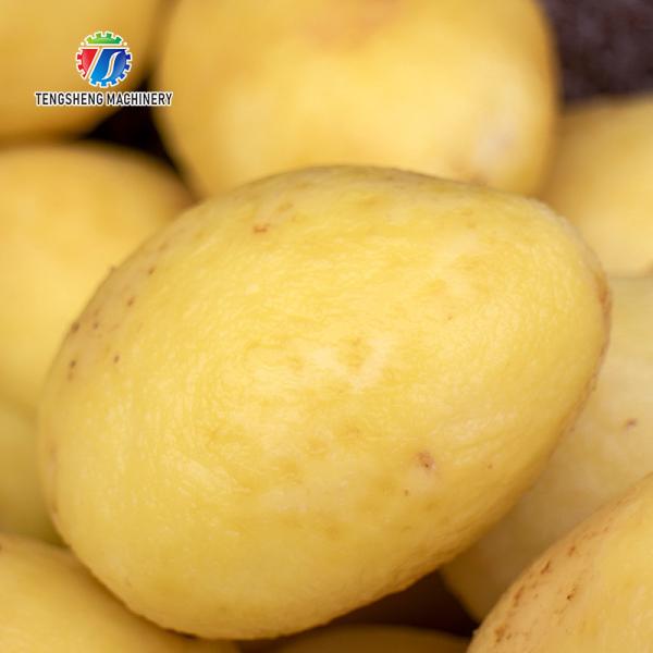 Rolo da escova do vegetal de fruto que descasca a máquina de processamento do vegetal da máquina da limpeza