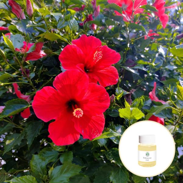 Wholesale Free Sample Hibiscus Oil for Cosmetic and Massage Private Label