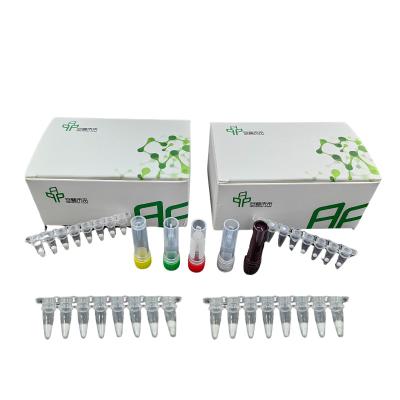 Kit de detecção de bactérias NFO Isotérmicas do vírus da gripe B com 5-20 minutos
