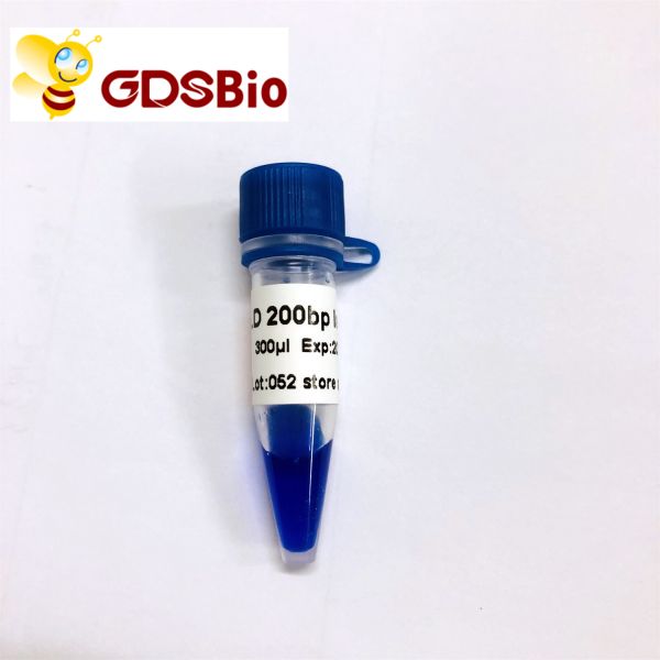 200bp Gel Electrophoresis Marker Ladder GDSBio Blue Appearance
