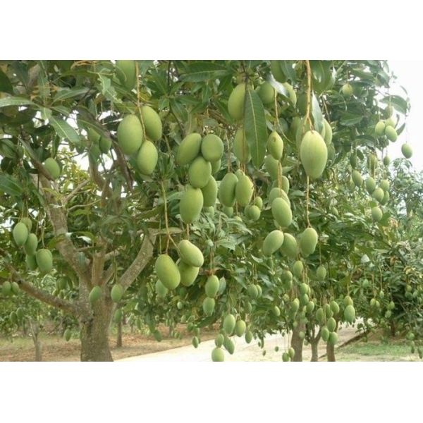 Micronutrientes do quelato do ácido aminado do boro do molibdênio em campos da agricultura