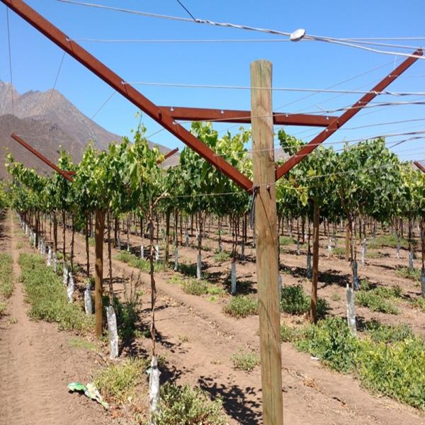 Anti Corrosive Vineyard Trellis Construction Metal Line Vineyard Posts 2.5mm Thick
