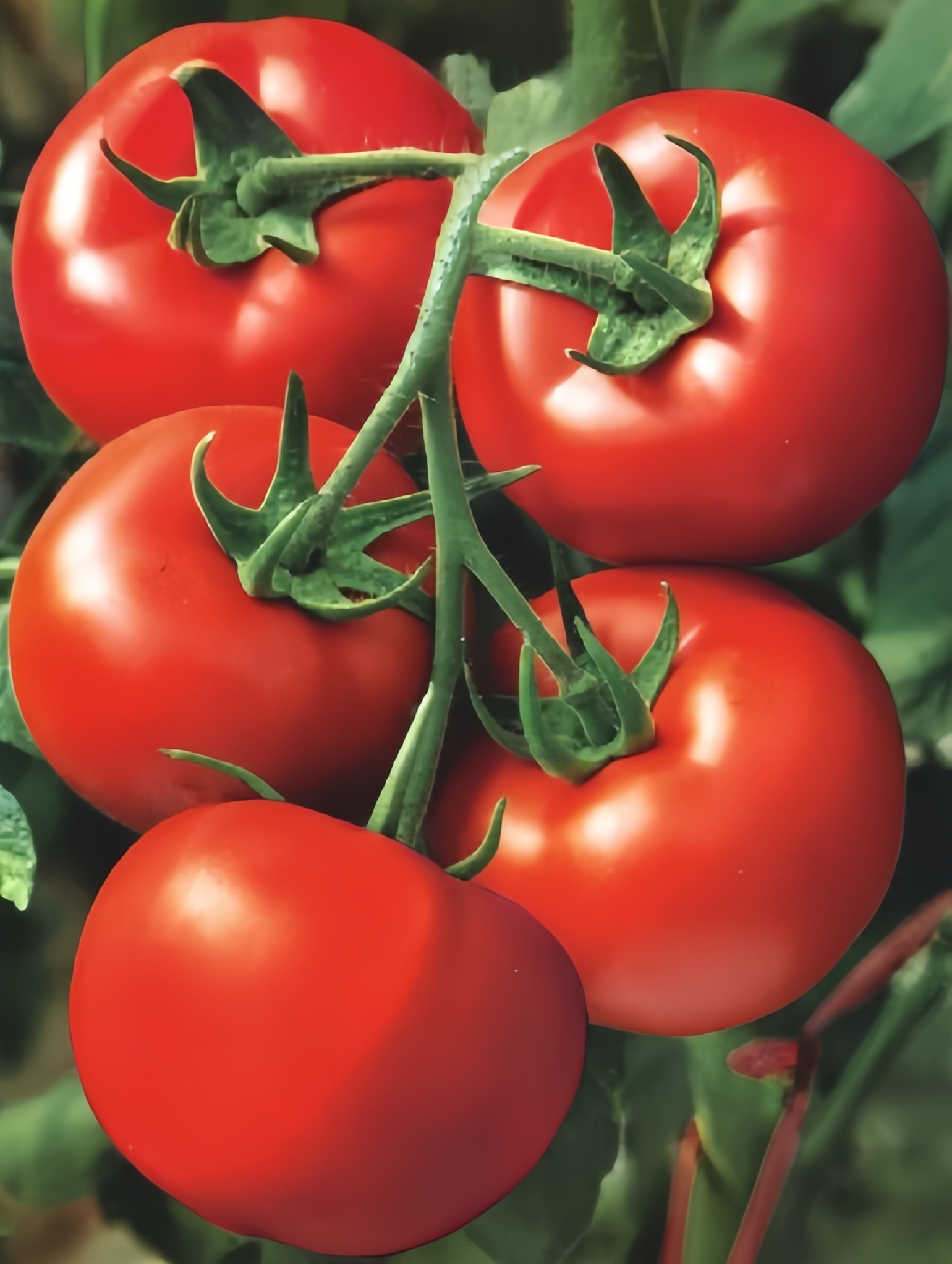 New Jingfeng High Resistant Disease Indeterminate Tomato Seeds Indoor Outdoor T48