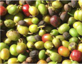 Coffee Cherry RGB Color Sorter Tailored Coffee Bean Sorting Machine