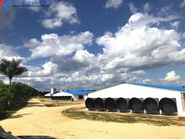 Fully Automatic Galvanized Poultry Farm Layer Cage with Feeding System