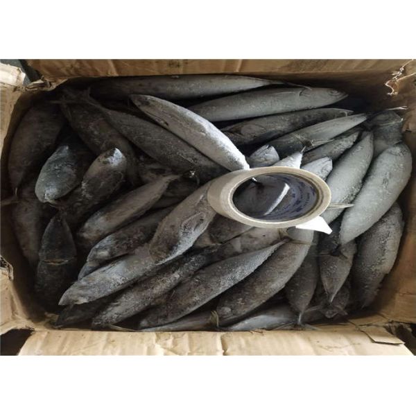 гистамин 3ppm рыба пеламиды 250kg ранга оптовая замороженная