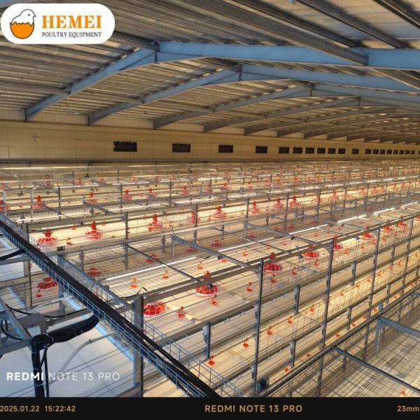 Multi Tier Automatic Bird Harvesting Broiler Chicken Cage