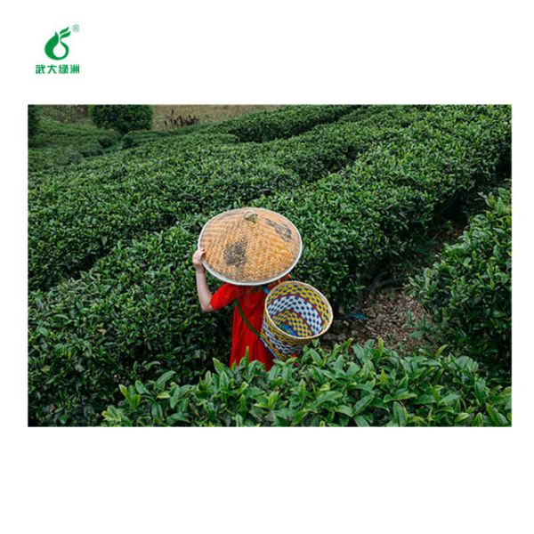 Environmentally friendly pesticides for organic tea plant 10 million PIB/mL EoNPV 2000IU/uL Bt