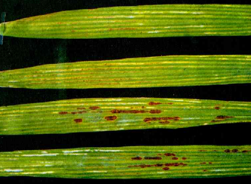 Adubos Chelated manganês dos micronutrientes para a pulverização Foliar