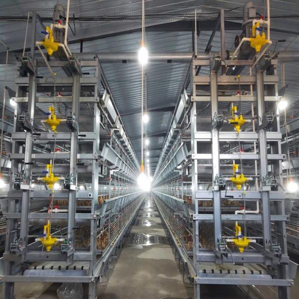Linha equipamento da alimentação de aves domésticas de cultivo da grelha com alimentadores e os bebedores automáticos