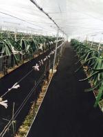 Serre chaude de film de tissu ou lutte contre les mauvaises herbes non-tissée traitée aux UV
