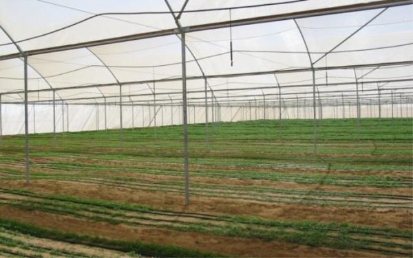 Customized Insect Mesh Netting Hail Damage Protection 30 To 125 G/M2 Weight