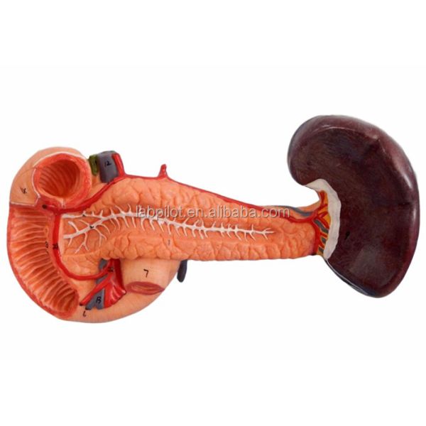Educational Demonstration Model of Human Life Size Pancreas with Spleen and Duodenum