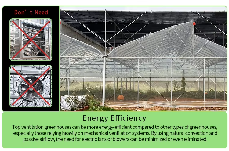 С запасами 24х40м Высокий тоннель Сырьёный зеленый дом Вентиляционная теплица Тропическая теплица Для продажи