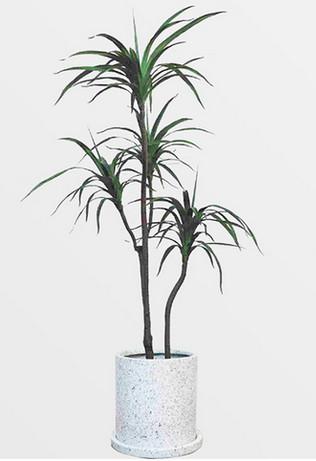 Plantas em pasta artificiais plásticas Dragon Blood Trees sempre-verde interno do assoalho
