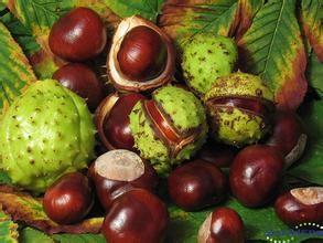 Horse Chestnut P.E., Aescin 20% ,CAS NO.: 6805-41-0, 100% natural anti-inflammatory and antioxidant , reishi mushroom