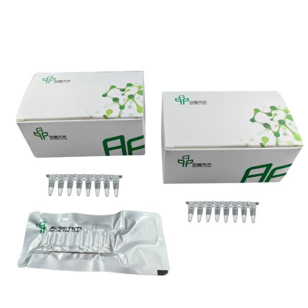 Kit de Amplificação de PCR de ARN simples e rápido para alcançar resultados ótimos