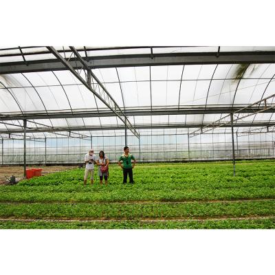 Vegetables Growing Multi Span Greenhouse PE Plastic Cover Tomato Plant Greenhouse