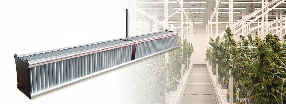 СИД парника RedFarm 800W LM301H растет света для коммерчески коноплей