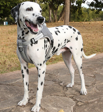 Котята регулируемых котов поводка проводки любимца больших мягкие возлагают с отражательной прокладкой