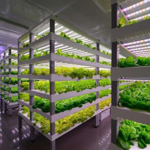 Estufas para o cultivo de vegetais de folhas