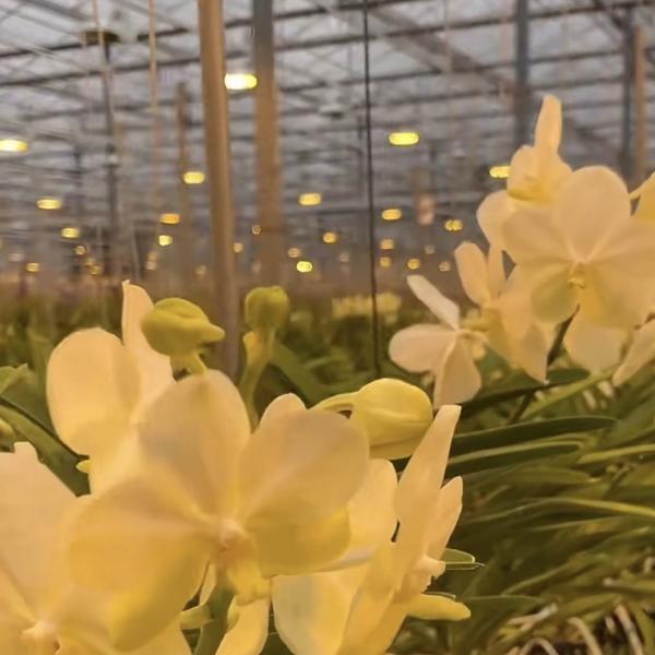 Professional of Drip Irrigation Glass Greenhouse Hydroponic System for Vegetables