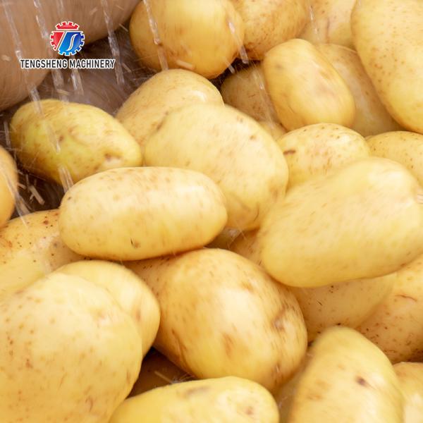 Arruela comercial da batata de Veg 1.5KW da raiz, Kiwifruit Lotus Root Potato Peeler Machine